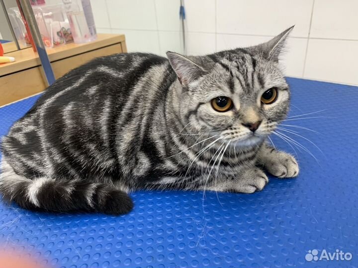 Грумер на дом