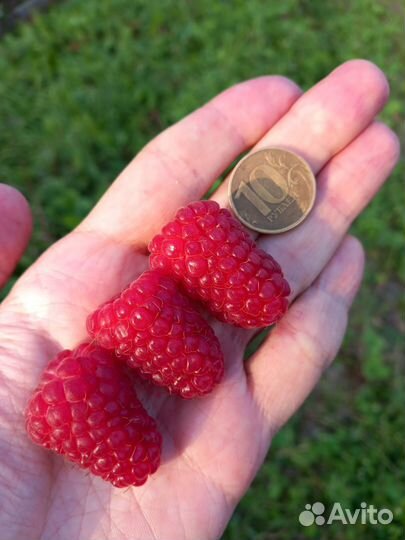 Малина ремонтантная саженцы