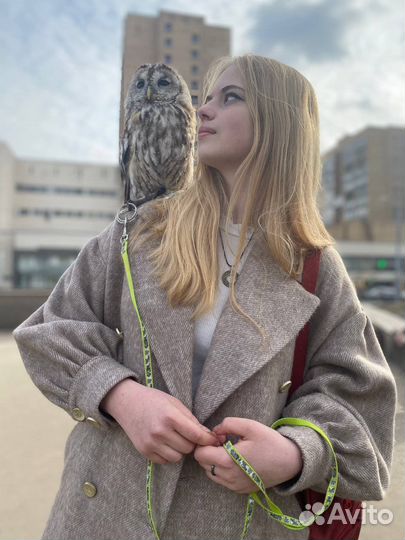 Репетитор по английскому егэ/огэ