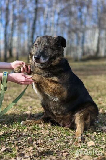 Собака Балин