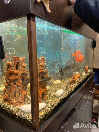 Украшения для акваурима