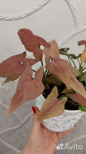 Сингониум малиновый крем