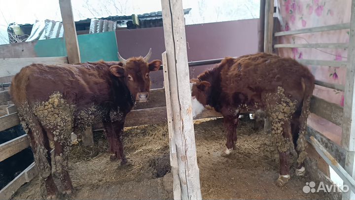 Номер хозяина скину пищите