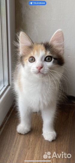 Котёнок от кошки мышеловки 2 месяца