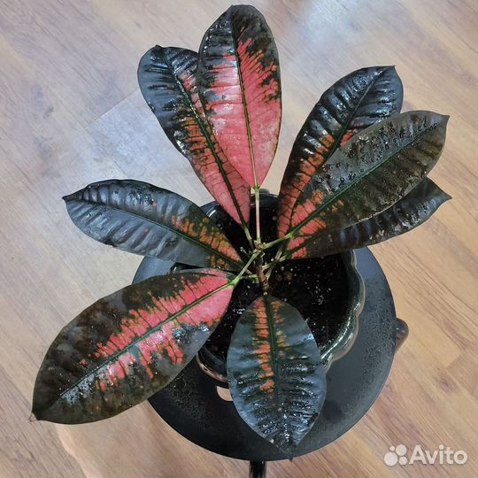 Кротон Кодиеум