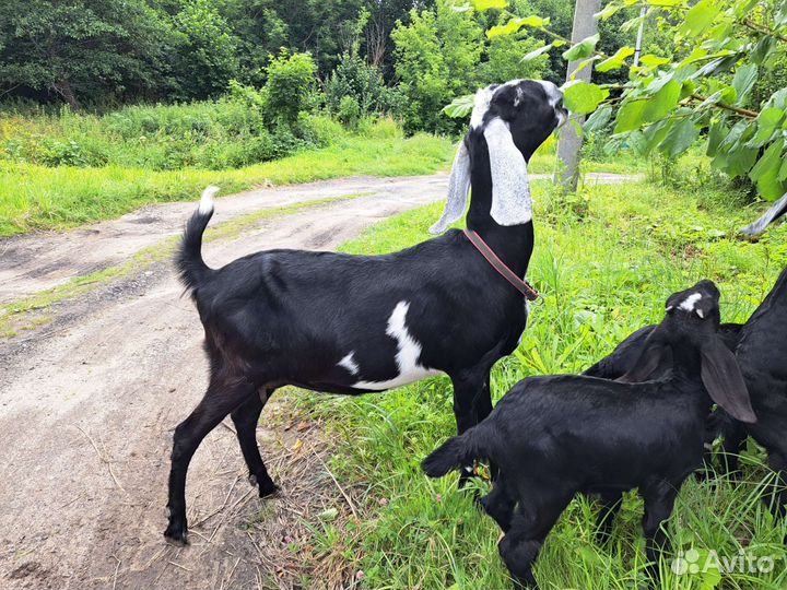 Нубийские козы