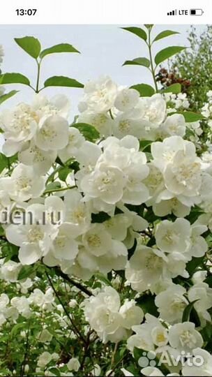 Чубушник (жасмин )