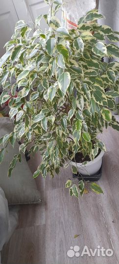 Фикус бенджамина большой