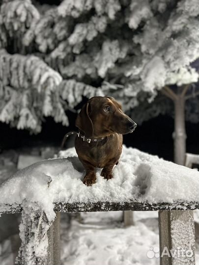 Такса Мальчик Вязка