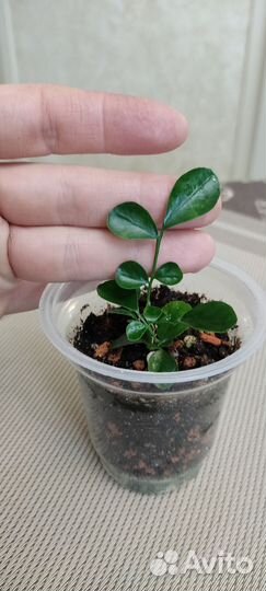 Мурайя метельчатая ароматно цветущее