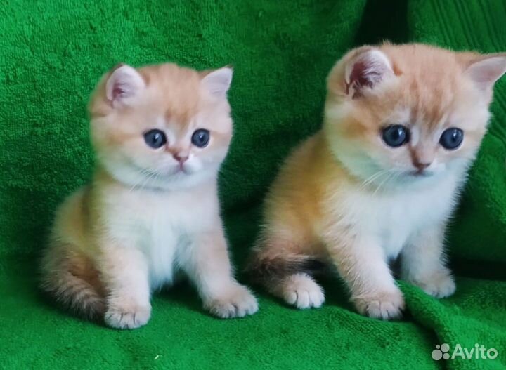 Британские золотые шиншиллы ny 12