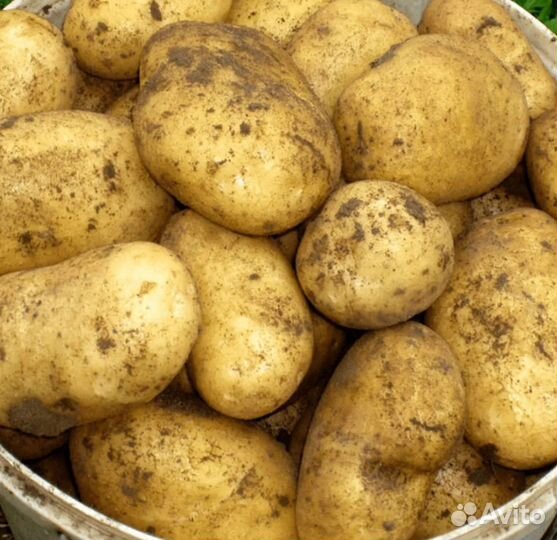 Продукты питания