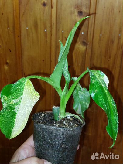 Филодендроны