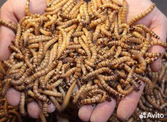 Корм для рептилий