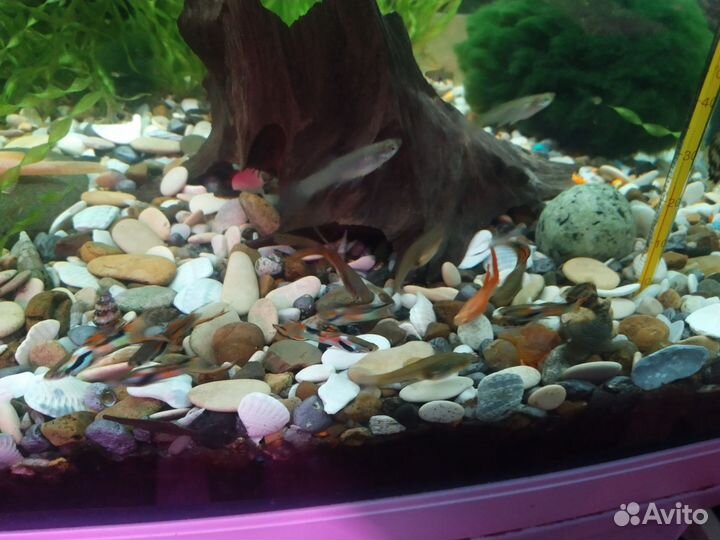 Анциструсы и гуппи Эндлера