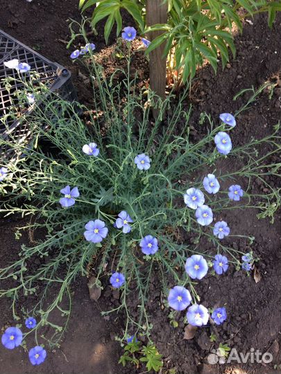 Многолетники для сада цветы