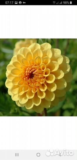 Георгины клубни