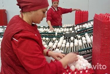 Сборщик яиц на птицефабрику вахтой Невинномысск