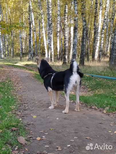 Кривулька Руся ищет дом (Овчарка-метис)