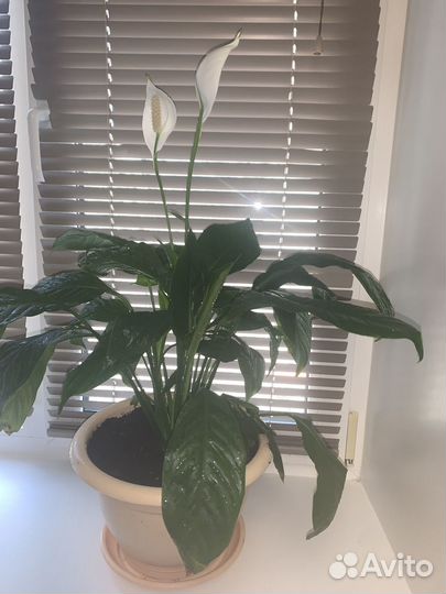 Спатифиллум