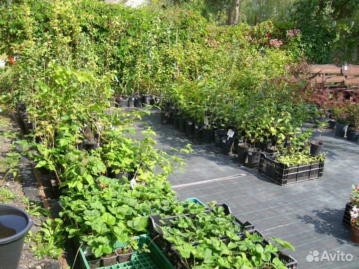 Саженцы плодовых и декоративных растений