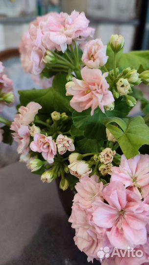 Пеларгония юг-Симона