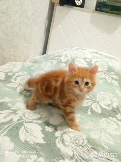 Котёнок бобтейл бесплатно