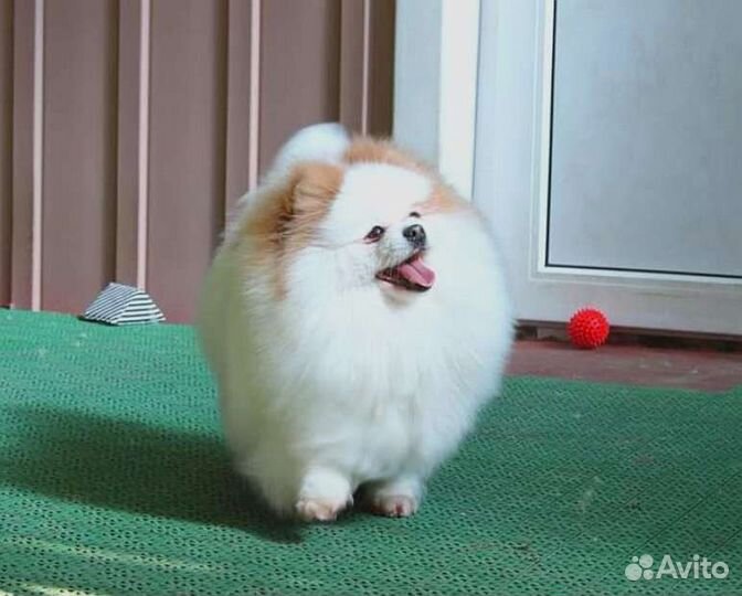 Померанский шпиц