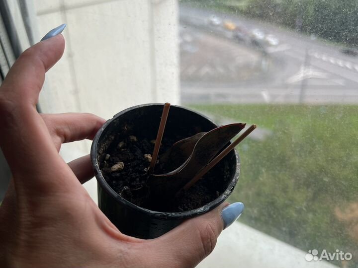 Сансивиерия сортовая