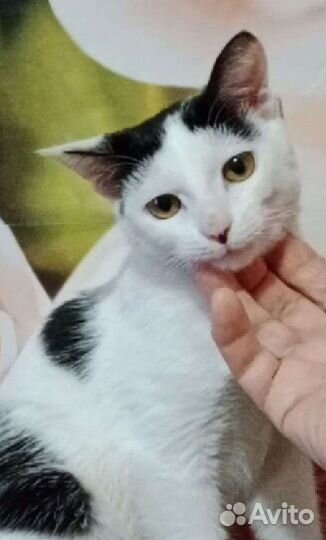 Кошки в добрые руки бесплатно