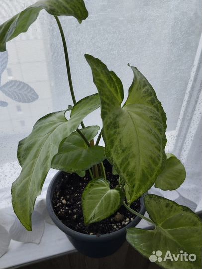 Сингониум Баттерфляй