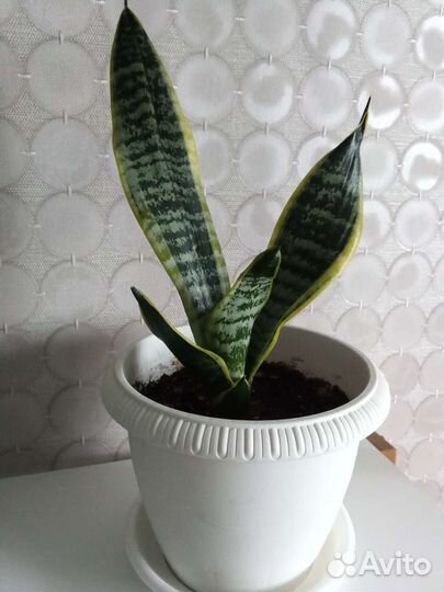 Сансевиерия сортовая
