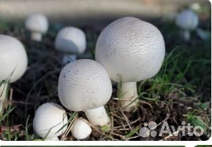 Готовые компостные грядки шампиньонов