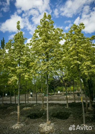 Клен друммонди