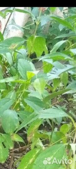 Форзиция саженцы и др