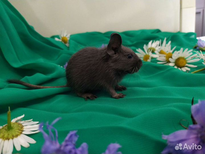 Дегу из питомника