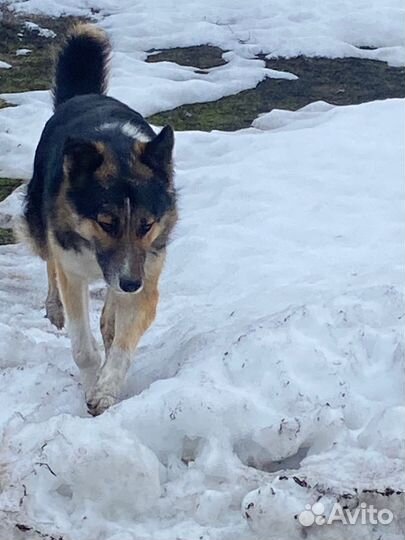 Щенок овчарки в добрые руки бесплатно