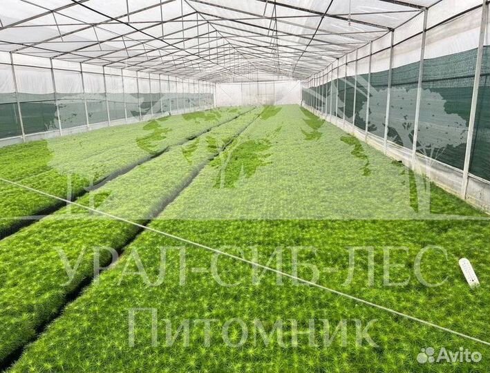 Лиственница Сибирская зкс сеянцы