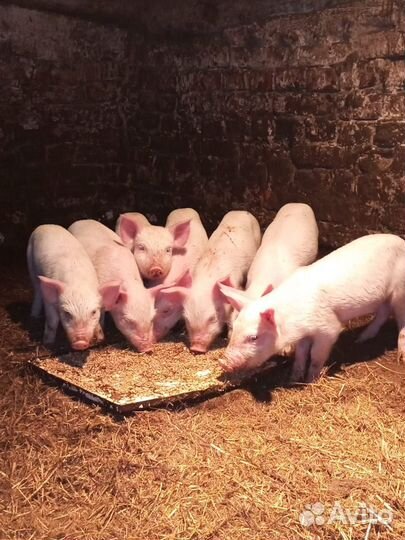 Поросенок ландрас