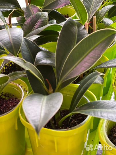 Фикус найроби