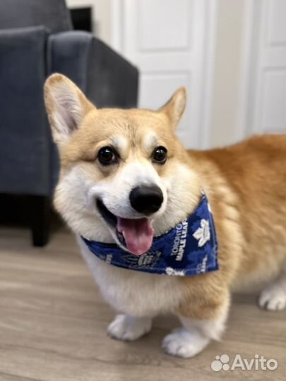 Передержка животных, собак, кошек