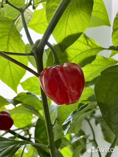 Перец острый хабанеро