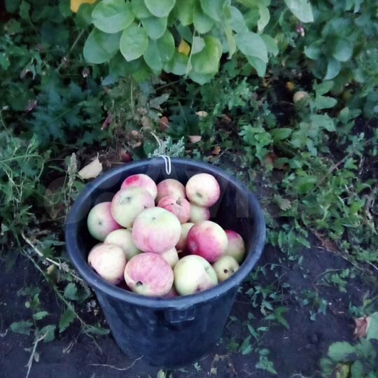 Участок 6 сот. (СНТ, ДНП)