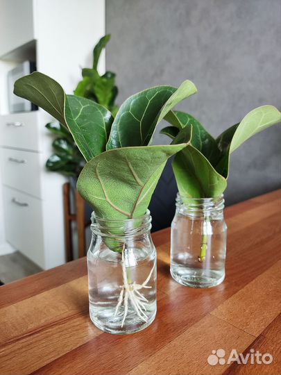 Фикус Лирата Бамбино/ Фикус Лировидный