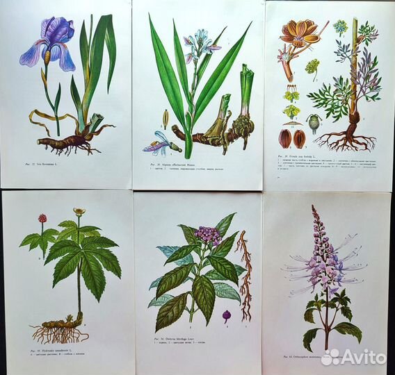 Ботанические иллюстрации тропические растения