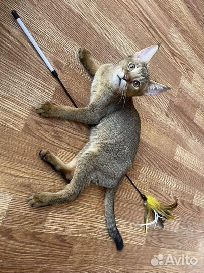 Чаузи ф1 65 камышового кота