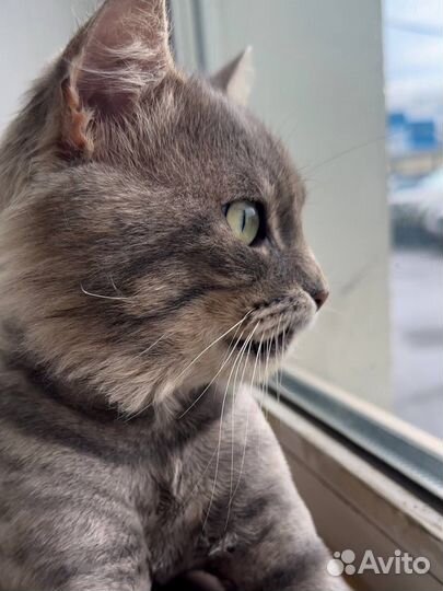 Кот в добрые руки