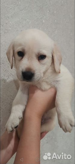 Щенки лабрадора РКФ