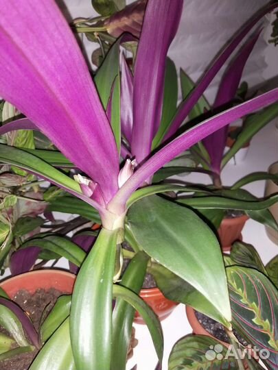 Рео, традисканция пурпурная