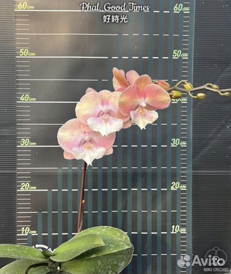 Орхидея фаленопсис биг лип Единорог